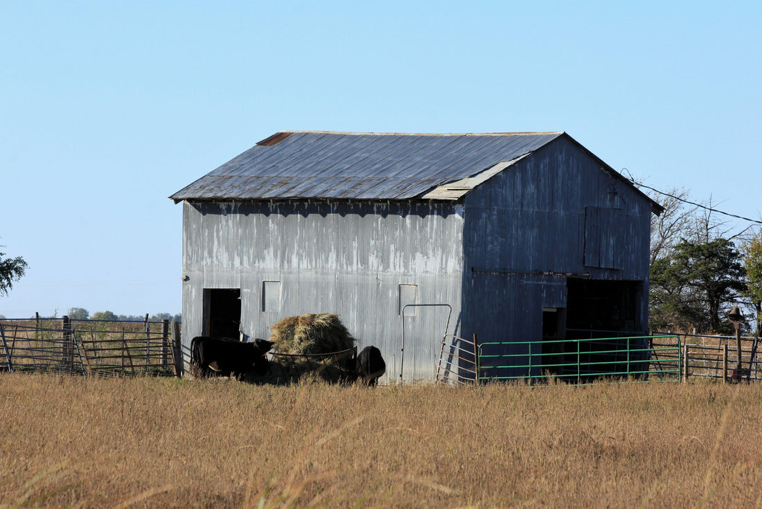 Shed with a blue sky,tree's,and cows with a hay bale in a corral. That's south of Lyons Kansas USA out in the country 2000pc Puzzle