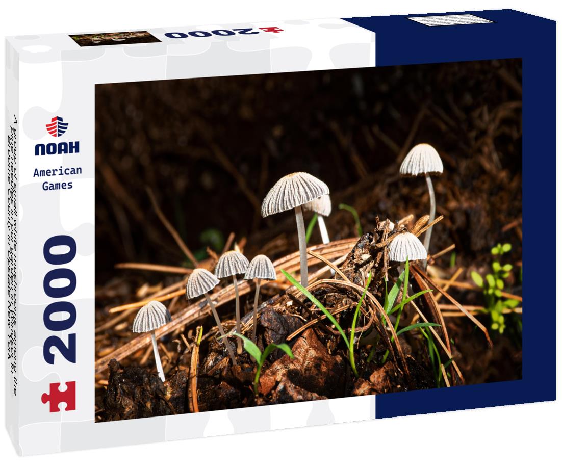 A group of small white mushrooms among the pine needles in our garden in Windsor in Broome County in Upstate New York 2000pc Puzzle