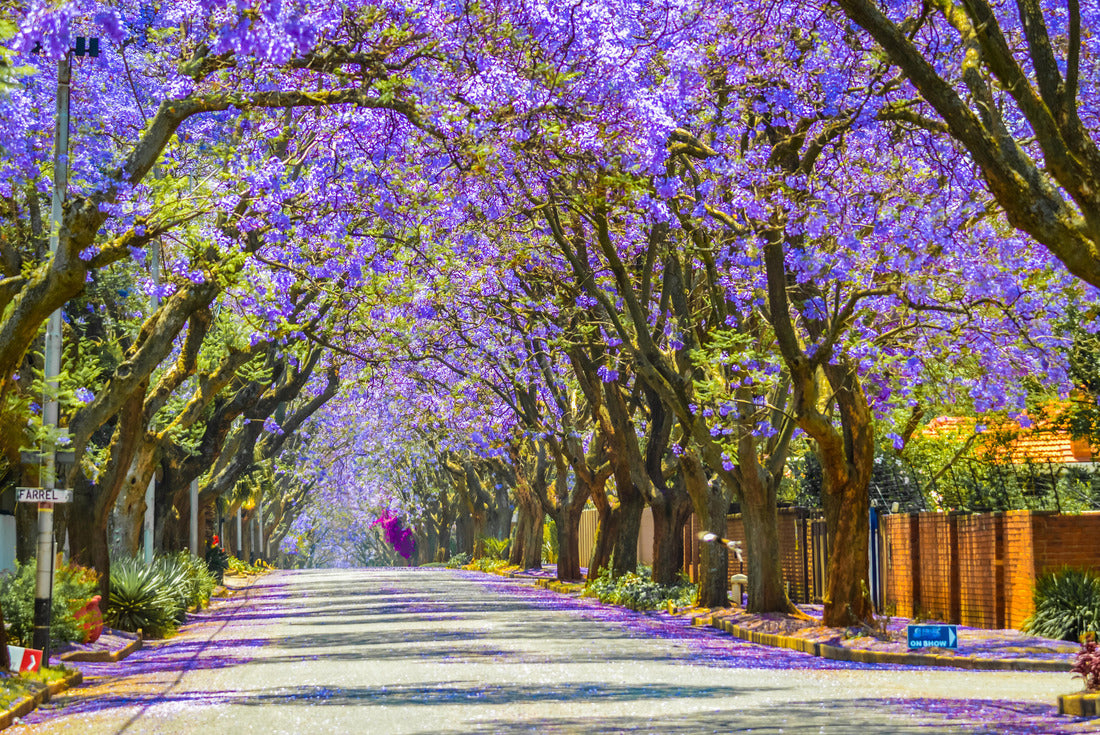 Purple blue Jacaranda mimosifolia bloom in Johannesburg and Pretoria street during spring in October in South Africa 2000pc Puzzle