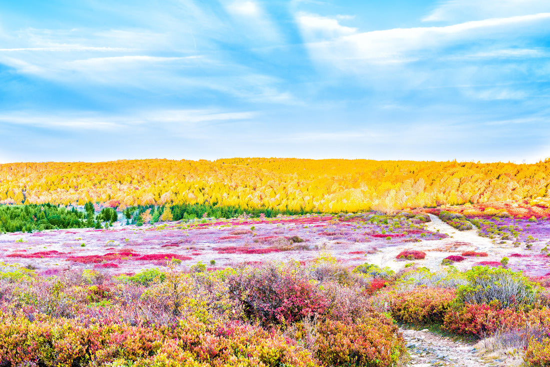 Icy frost on red blueberry huckleberry bush trail path illuminated by morning sunlight at Dolly Sods, West Virginia 2000pc Puzzle