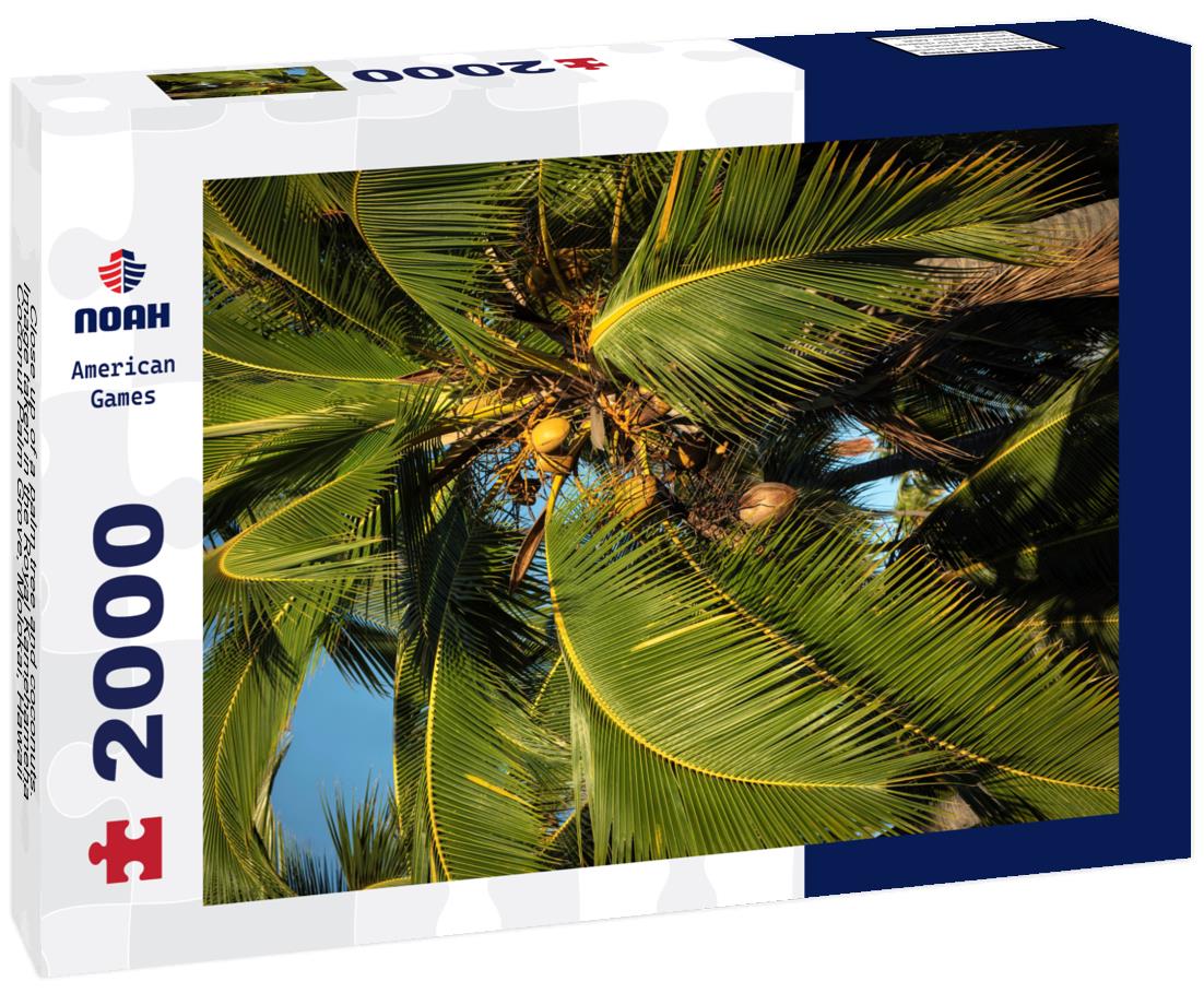 Noah Jigsaw Puzzle Close up of a palm tree and coconuts. Image taken in the Royal Kamehameha Coconut Palm Grove, Molokai, Hawaii 2000 pieces