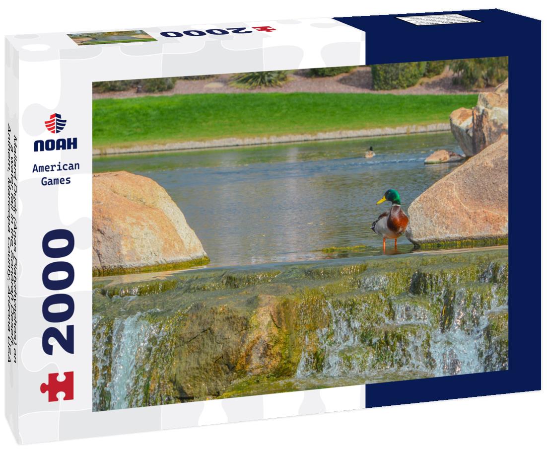 Noah Jigsaw Puzzle Mallard Duck (Anas Platyrhynchos) on a water fall in the Sonoran Desert. Anthem, Maricopa County, Arizona USA 2000 pieces
