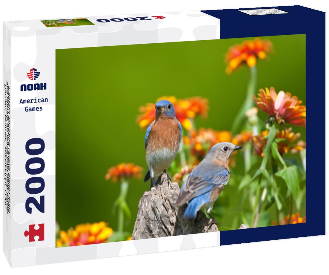 Noah Jigsaw Puzzle Eastern Bluebird (Sialia sialis) male and female on fence post near flower garden, Holmes, Mississippi, USA 2000 pieces