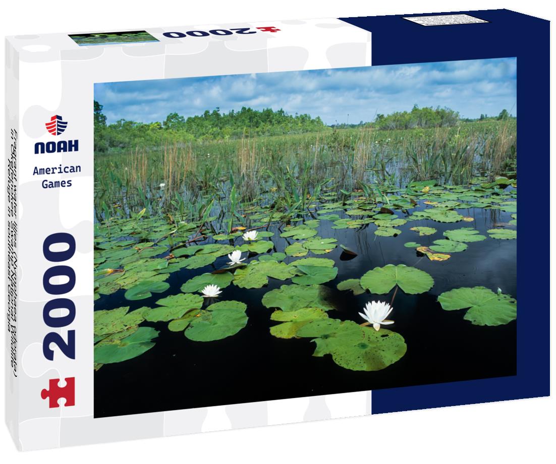 Noah Jigsaw Puzzle Fragrant water lilies (Nymphaea odorata) in Okefenokee Swamp National Wildlife Refuge in southeast Georgia 2000 pieces
