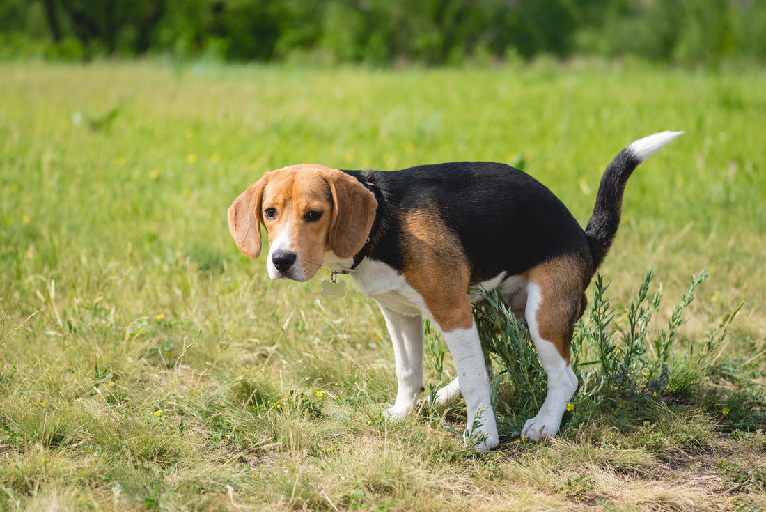 Noah Jigsaw Puzzle Cute beagle puppy does his toilet, poops on the lawn. the dog poops on nature in the park 2000 Pieces
