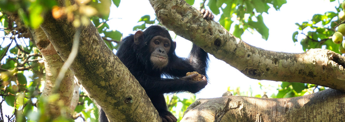 Noah Jigsaw Puzzle Chimp on the branch. Chimp in Budongo Forest Park. Safari in Uganda panorama 1000 pieces