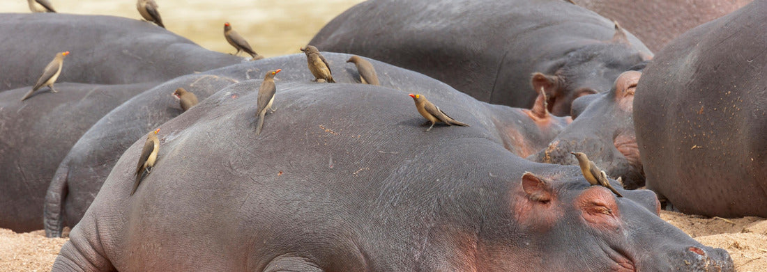 Noah Jigsaw Puzzle Africa, Tanzania. Red-billed woodpecker warming over sleeping hippos panorama 1000 pieces