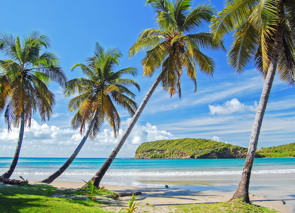 Palm trees in beautiful secluded beach on Grenada Island, Caribbean region of Lesser Antilles