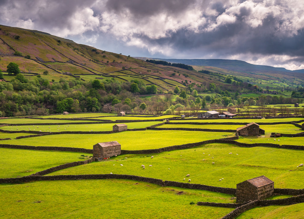 Field Barns at Gunnerside / Swaledale in Yorkshire Dales National Park winds into the northern Pennines