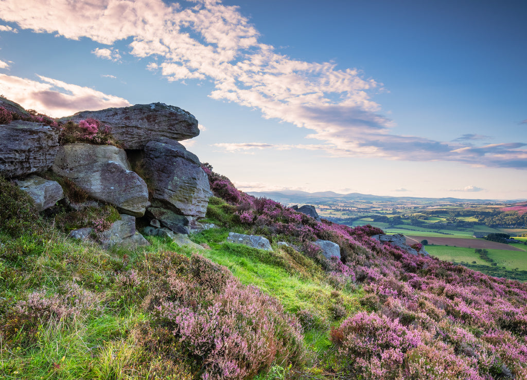 Crags and Heather on Simonside Hills, popular with walkers and hikers they are covered with heather in summer, and are part of Northumberland National Park, overlooking the Cheviot Hills