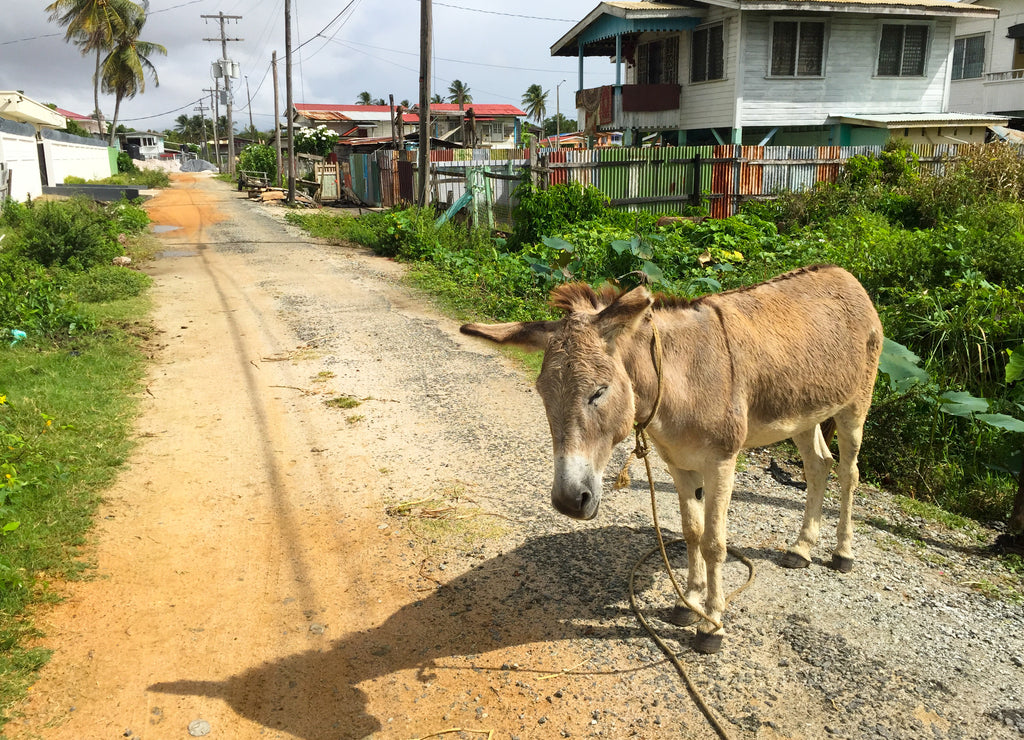 Donkey on road in Guyana