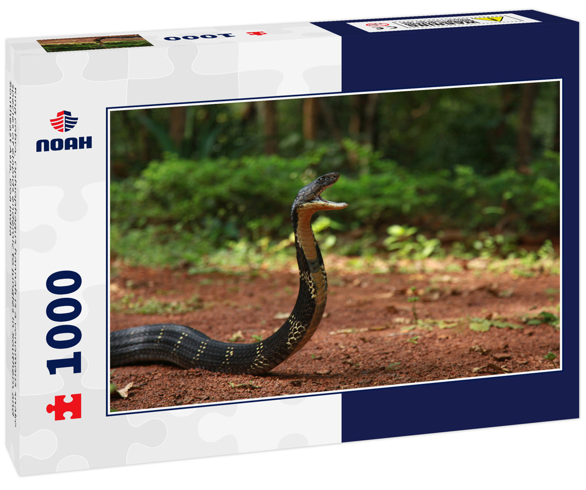 King cobra, Ophiophagus hannah is a venomous snake species of elapids endemic to jungles in Southern and Southeast Asia, Goa india