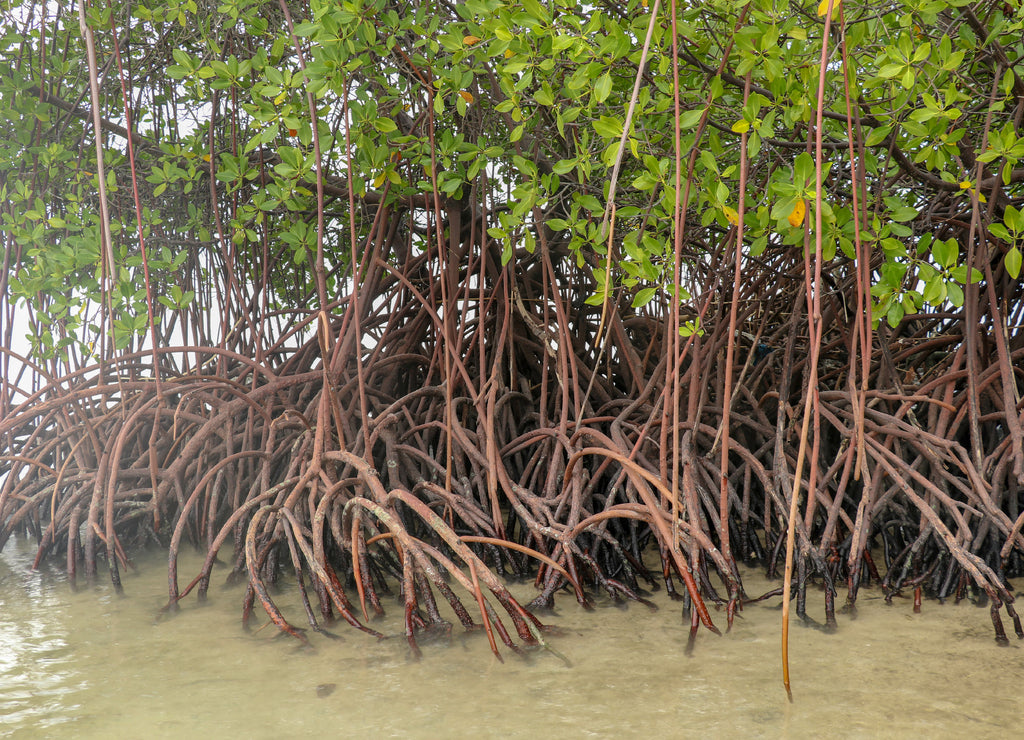 Close up of long mangrove tree roots. Mangrove at low tide. Mangrove and roots on sand, Lombok, Indonesia