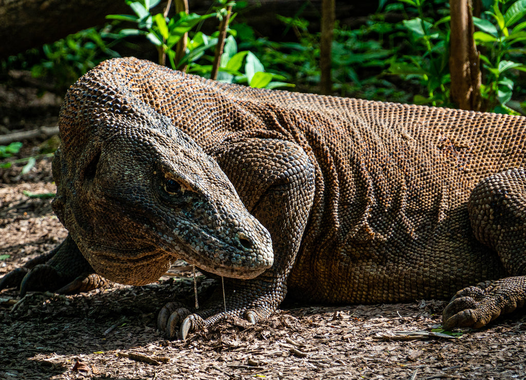 Komodo dragon on Komodo island in the green in Indonesia the only place where they can be found