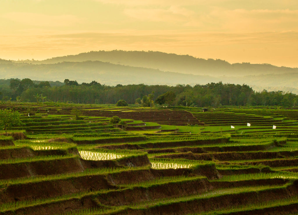 Beautiful rice terraces in the morning with the morning sunshine in North Bengkulu, Indonesia