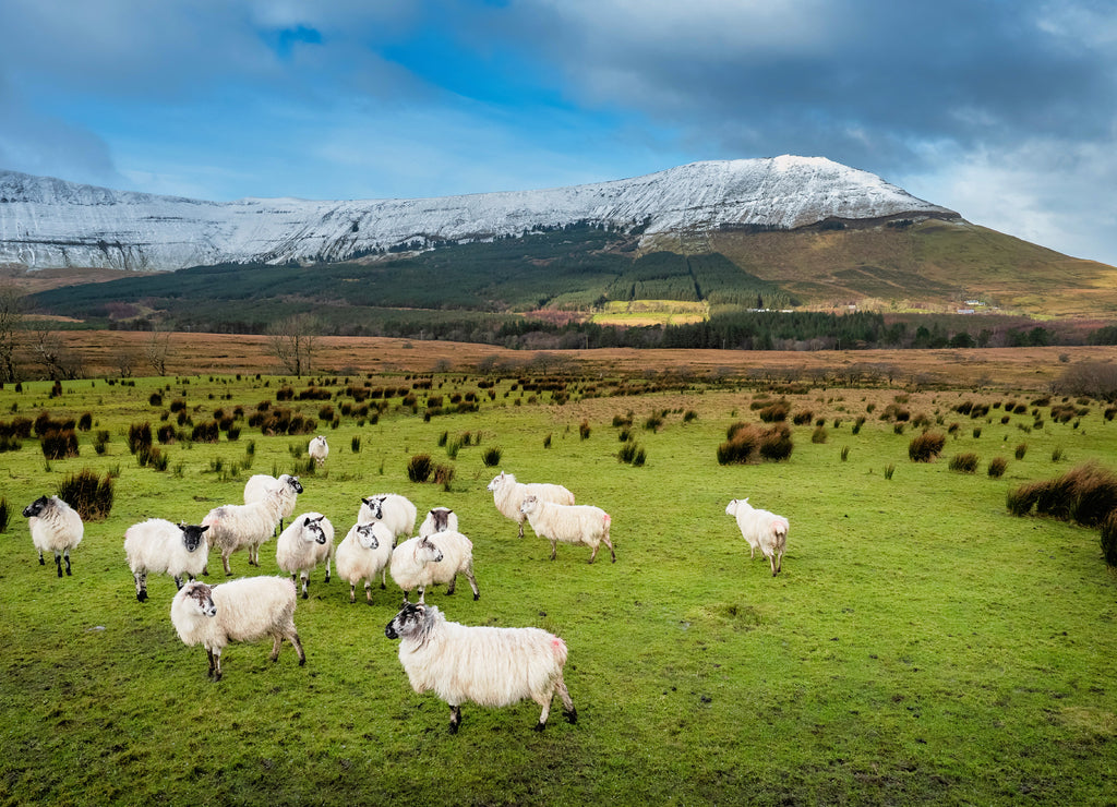 Sheep in a green field by a mountain, county Sligo, Ireland