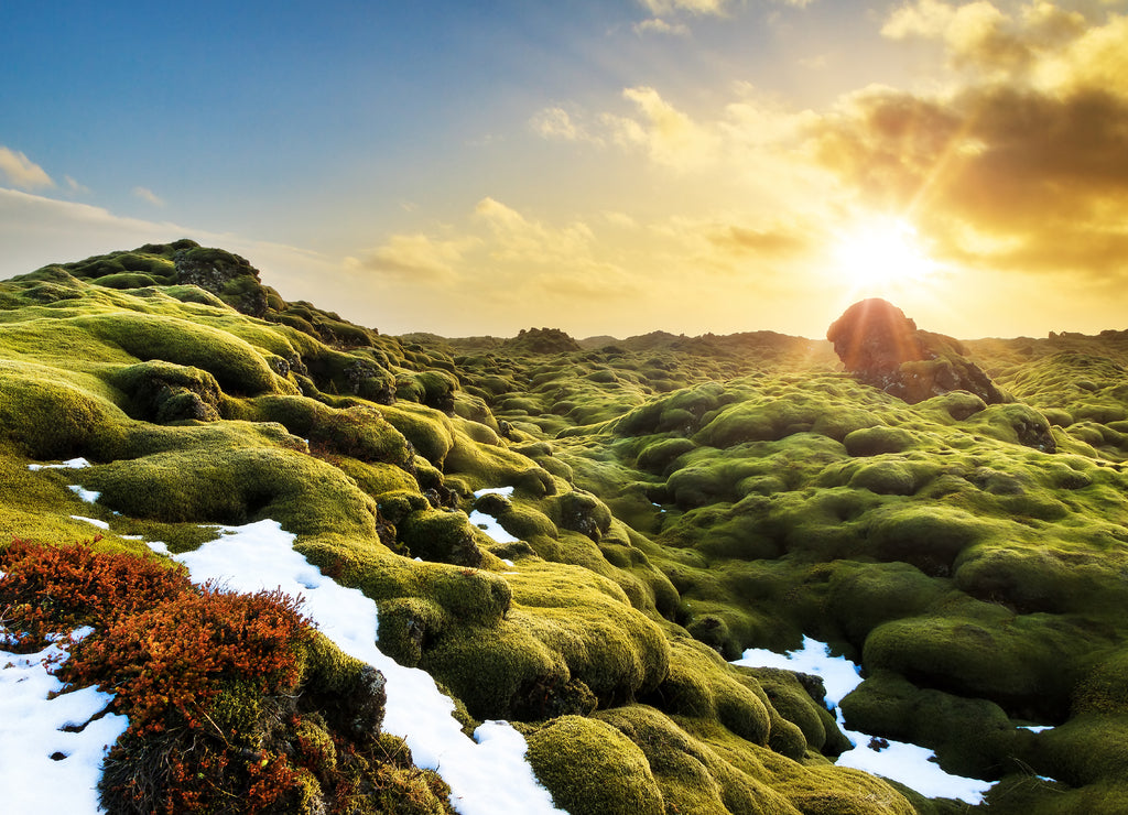 Beautiful panorama of the amazing volcanic mossy landscape of Eldhraun at sunrise in Iceland