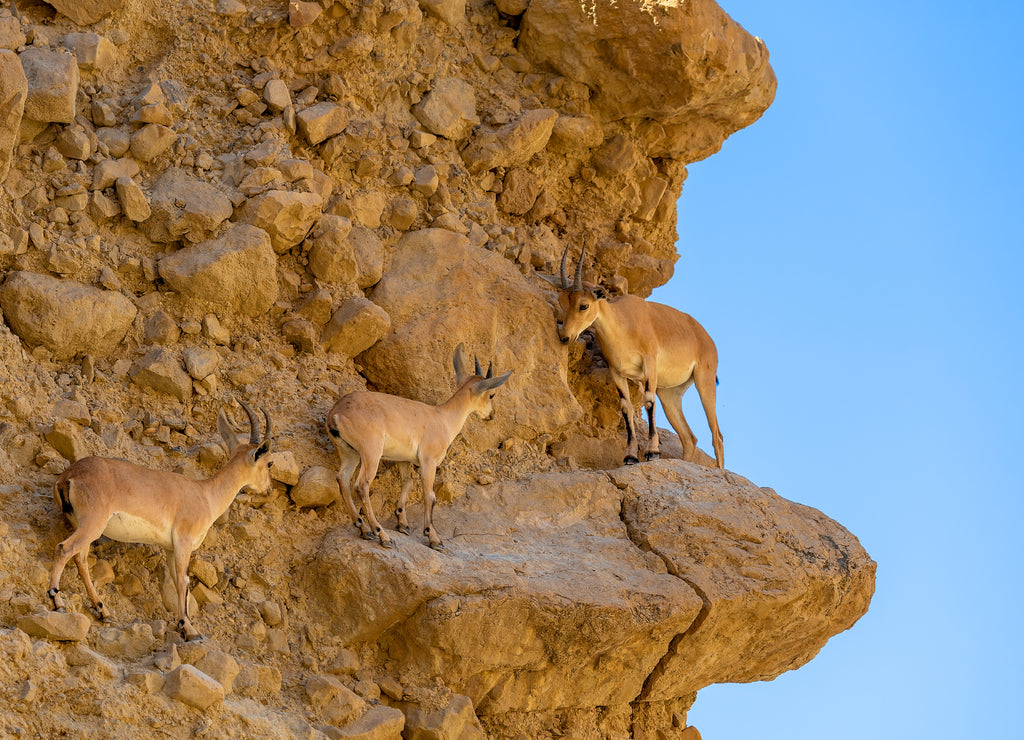 Ibex, Ein gedi National Reserve Park, Dead sea, Israel