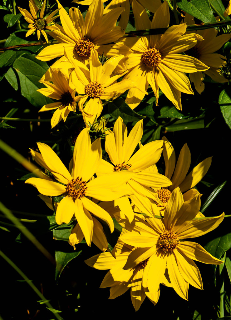 Tickseed-Sunflower - Bidens aristosa, photographed at Turtle River State Park, North Dakota