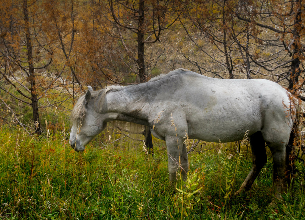Wild Horses of Theodore Roosevelt National Park, North Dakota