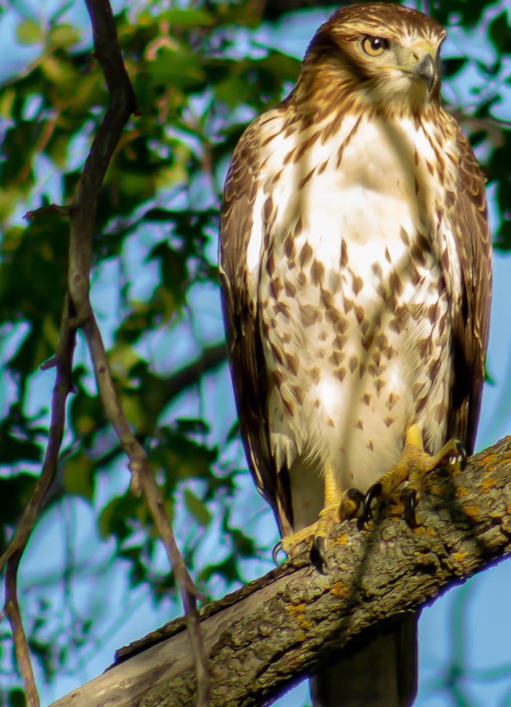 Red-Tailed Hawk - Buteo jamaicensis - Light Adult 1st Year Juvenile. Turtle River State Park, North Dakota
