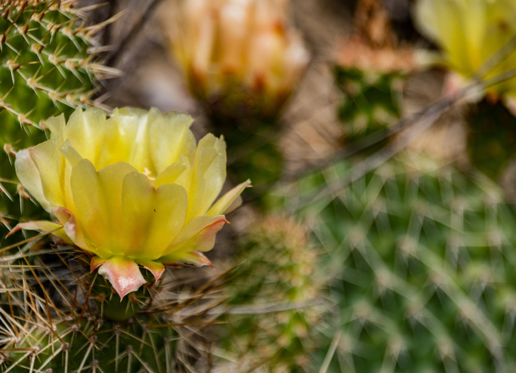 Wild Flower Cactus in North Dakota