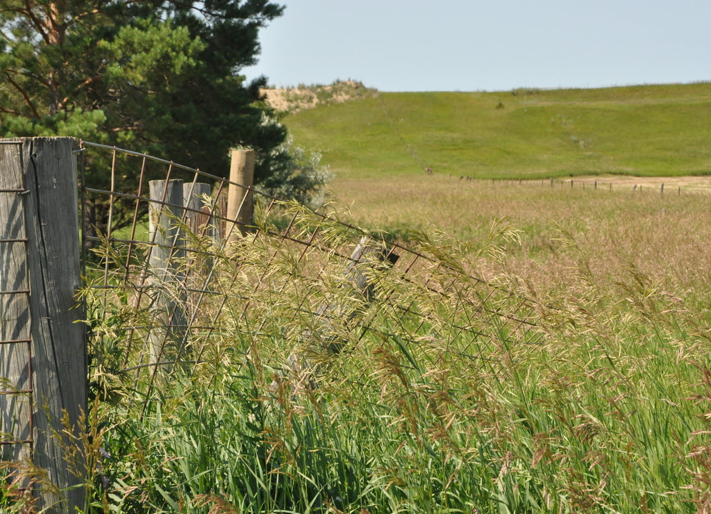 North Dakota Meadow