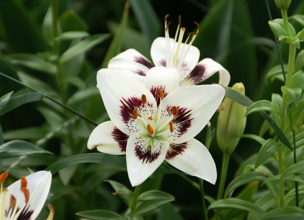 White lily with small amount of maroon in center surrounded by green leaves in North Dakota