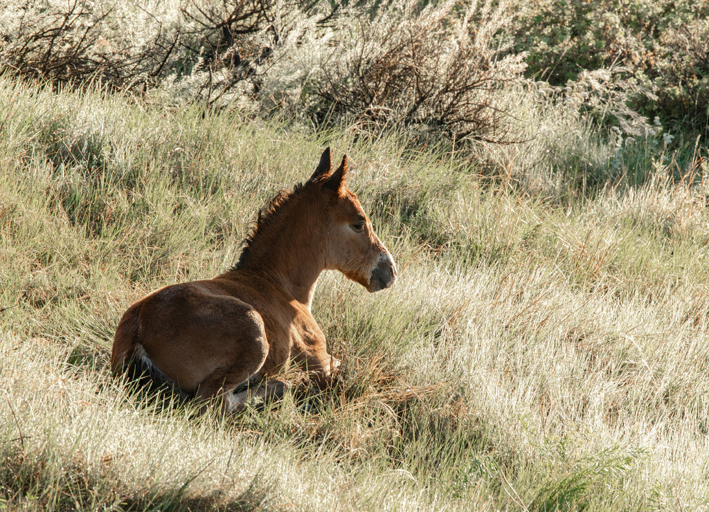 Wild mustangs of North Dakota