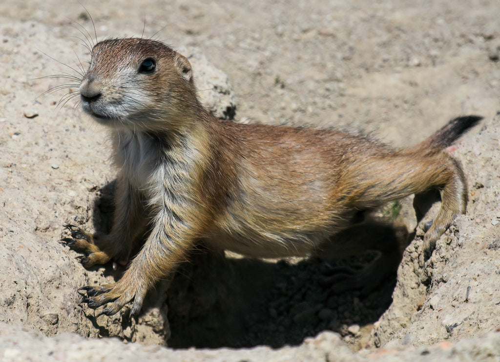 Prairie Dog (Cynomys ludovicianus) in Theodore Roosevelt National Park, North Dakota