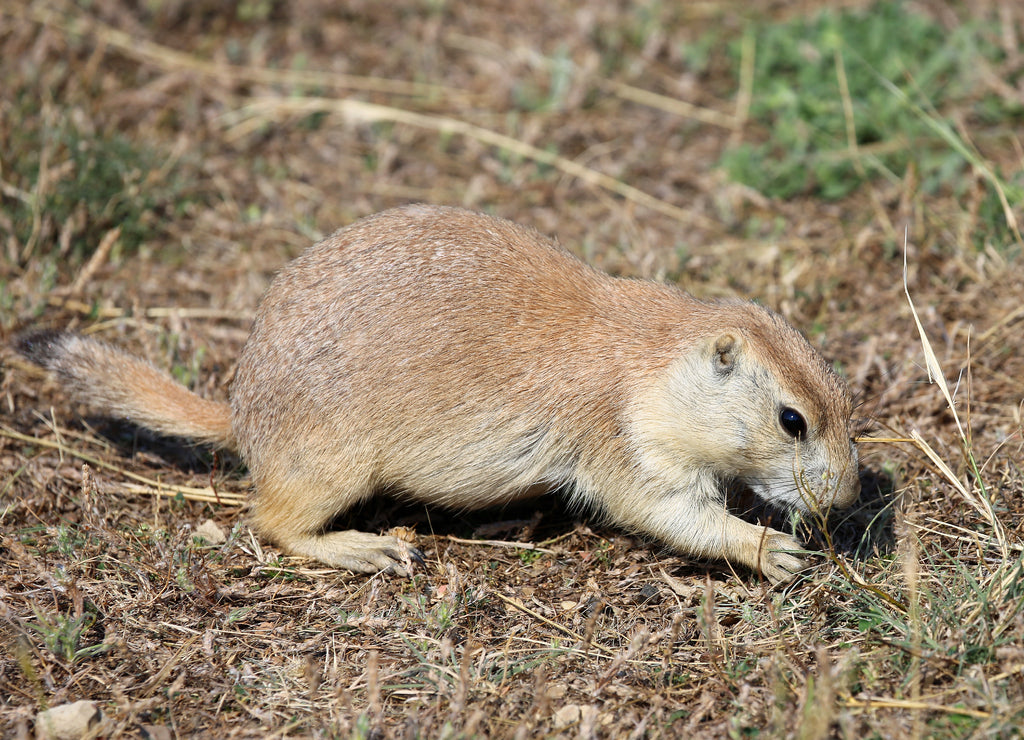 Prairie dog - North Dakota