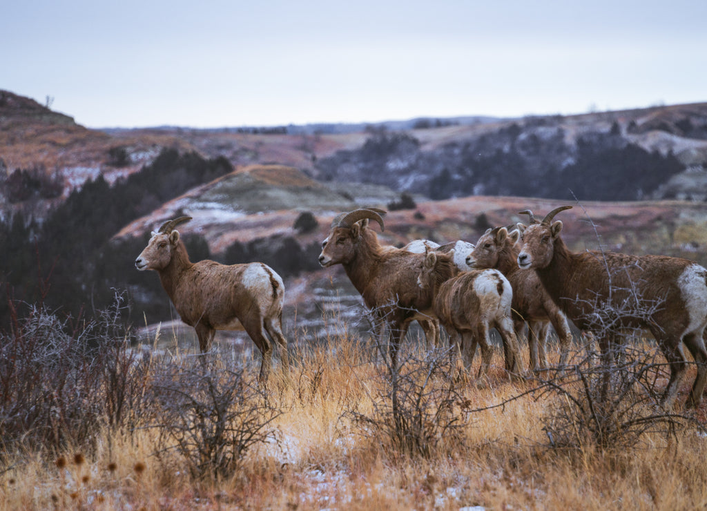 Rams in Theodore Roosevelt National Park, North Dakota