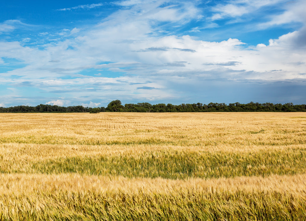 Wheat field in North Dakota on a summer day