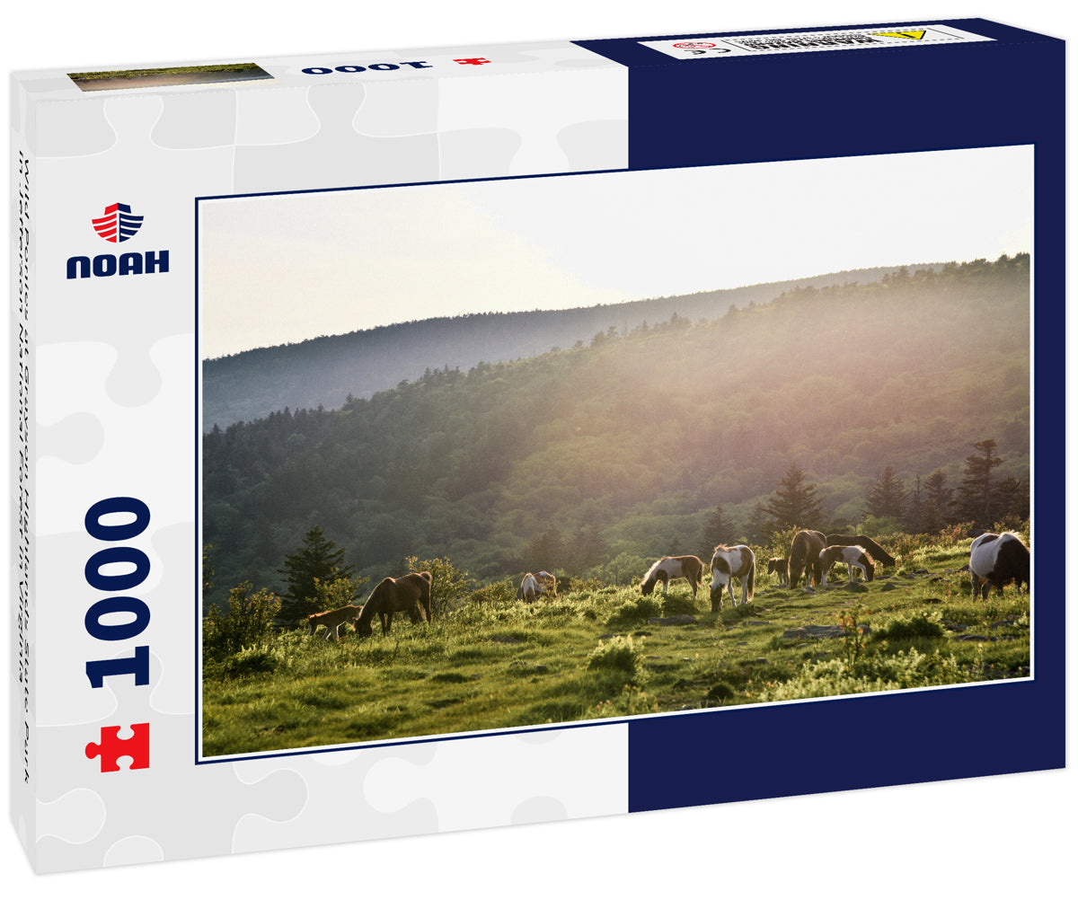 Wild Ponies at Grayson Highlands State Park in Jefferson National Forest in Virginia