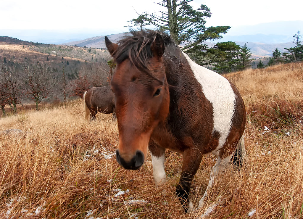 Mt Rogers wild ponies; Grayson Highlands S.P.; Virginia