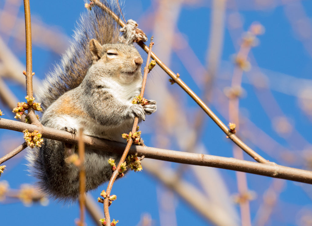 Squirrel hugging a flowering branch, Dyke Marsh Wildlife Preserve, Alexandria, Virginia