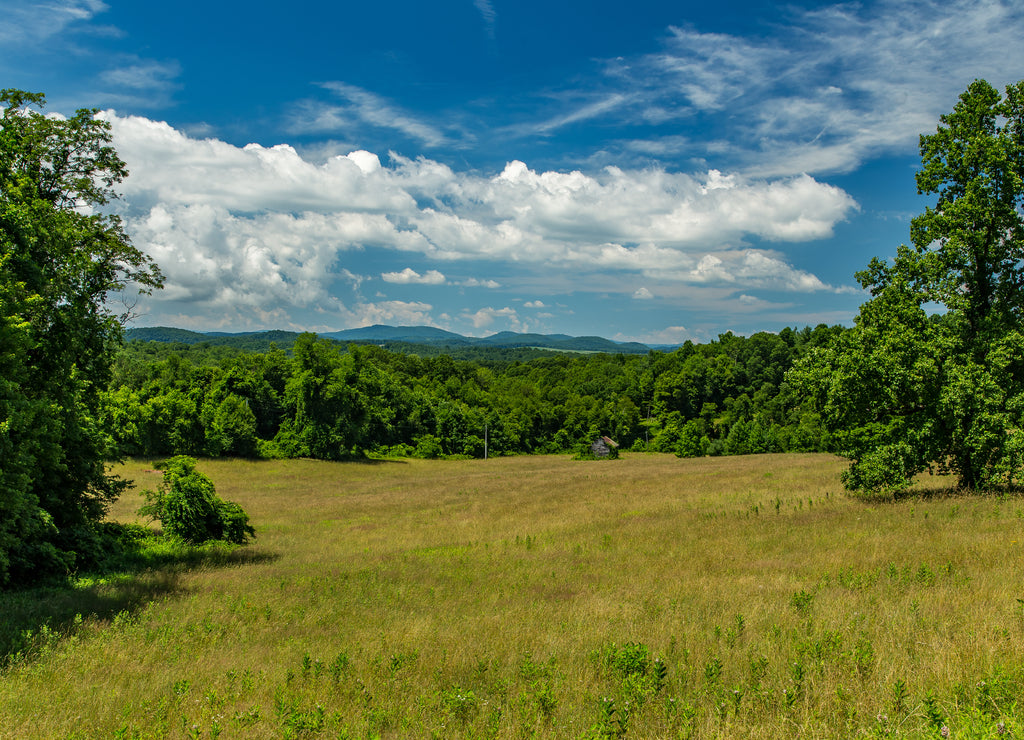 Virginia Summer Meadow