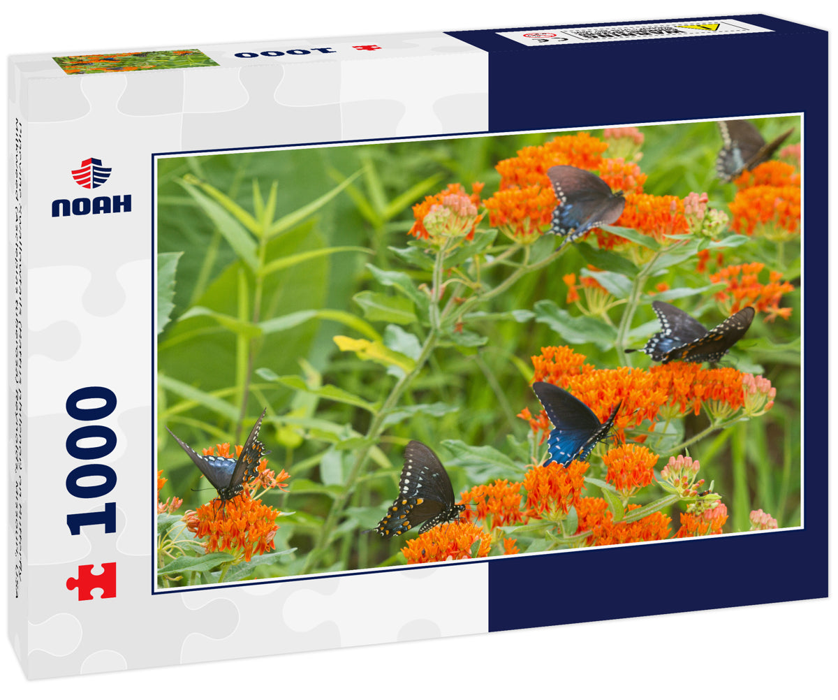 Pipevine Swallowtails (Battus philenor) on Butterfly Milkweed (Asclepias tuberosa) Reynolds, Missouri, USA