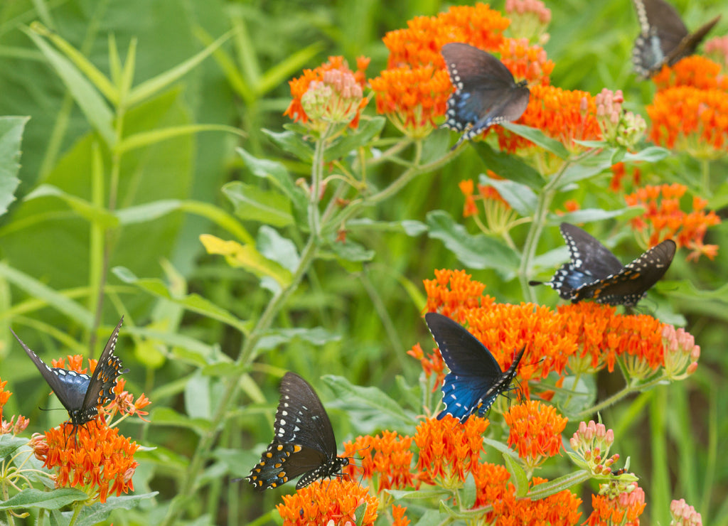 Pipevine Swallowtails (Battus philenor) on Butterfly Milkweed (Asclepias tuberosa) Reynolds, Missouri, USA