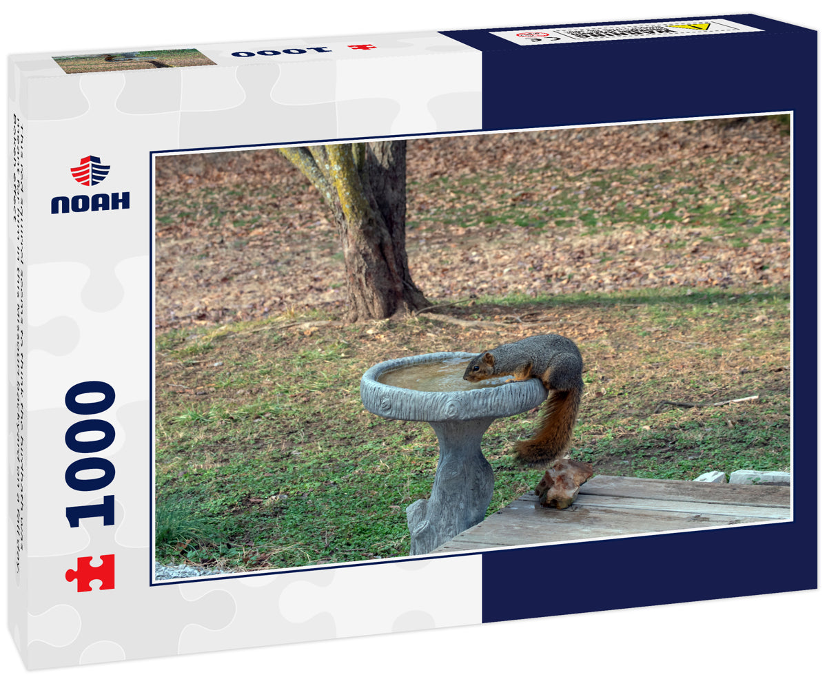 This red squirrel seems to think the birdbath was meant for him in this Missouri backyard on a fall day. Bokeh effect