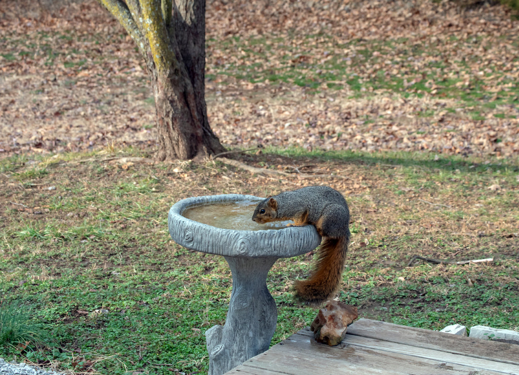 This red squirrel seems to think the birdbath was meant for him in this Missouri backyard on a fall day. Bokeh effect