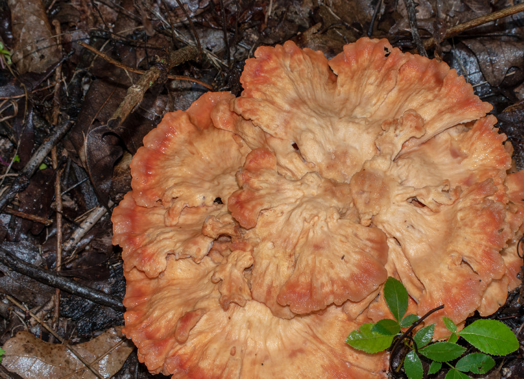 This chicken of the woods mushroom was spotted on the ground in Missouri along damp tree roots. Bokeh