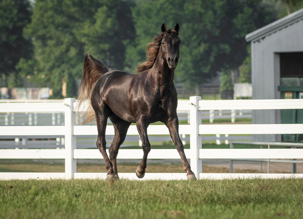 Missouri Fox Trotter stallion horse
