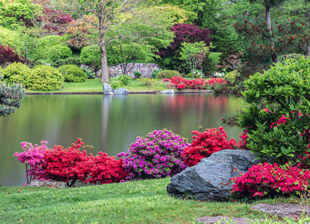 Japanese garden, in Missouri Botanical Garden, St. Louis, Missouri, USA. Reflection of trees and plants in lake. Red and pink flowers line the shore. Rocks and green grass in foreground