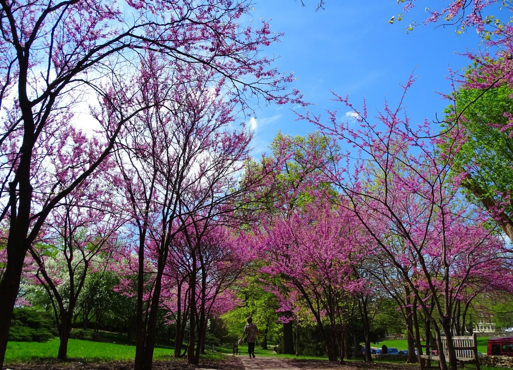 North America, United States, Missouri, Kansas City, Southmoreland Park next to the Nelson-Atkins Art Museum
