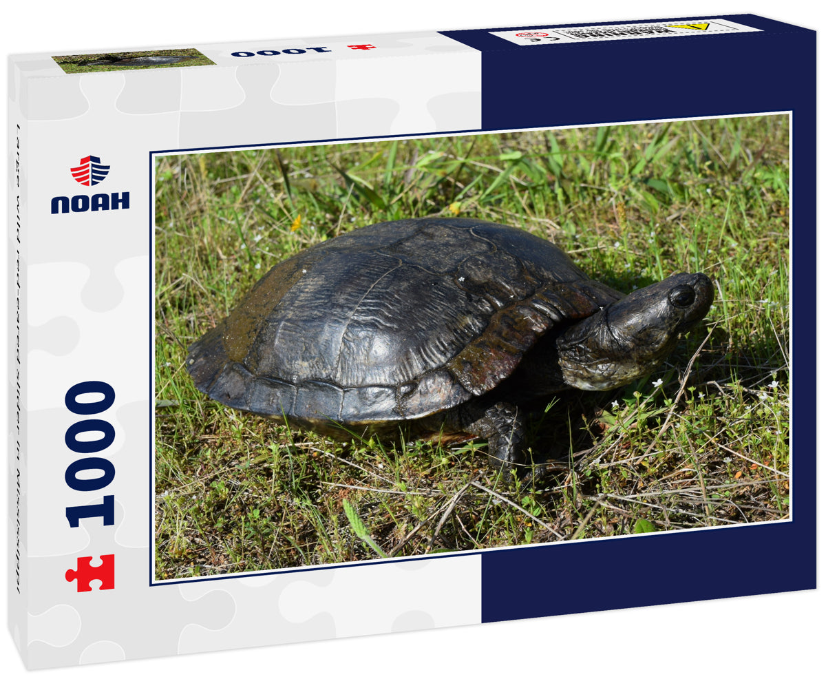 Large wild red-eared slider in Mississippi