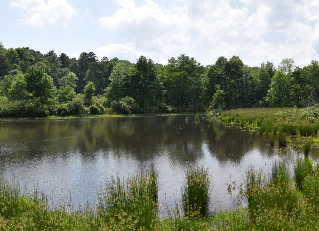 Pond and wetlands in Mississippi