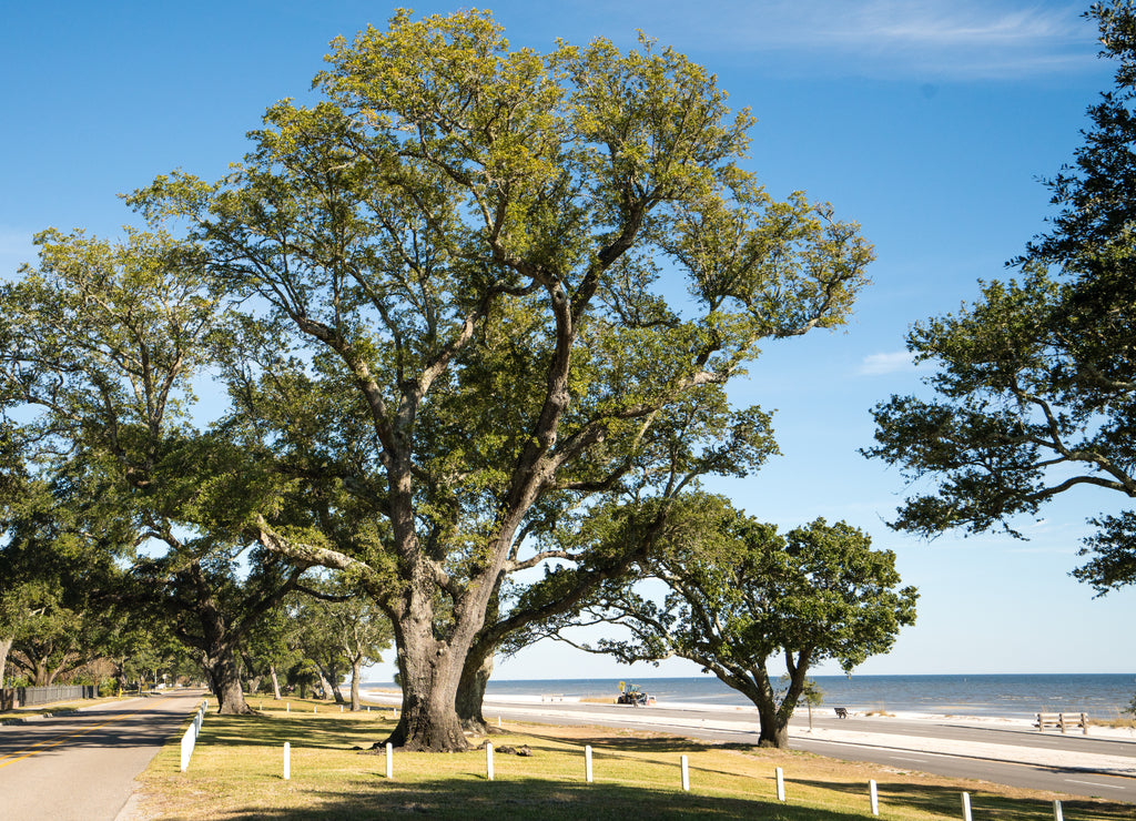 Oak trees along the gulf coast of Mississippi