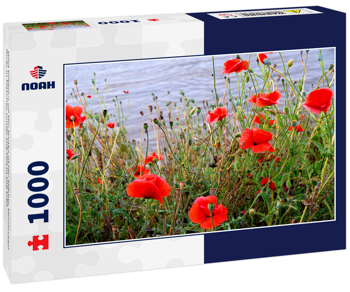 Wild Poppies on the banks of the Mighty Mississippi River in Natchez under the Hill in the USA