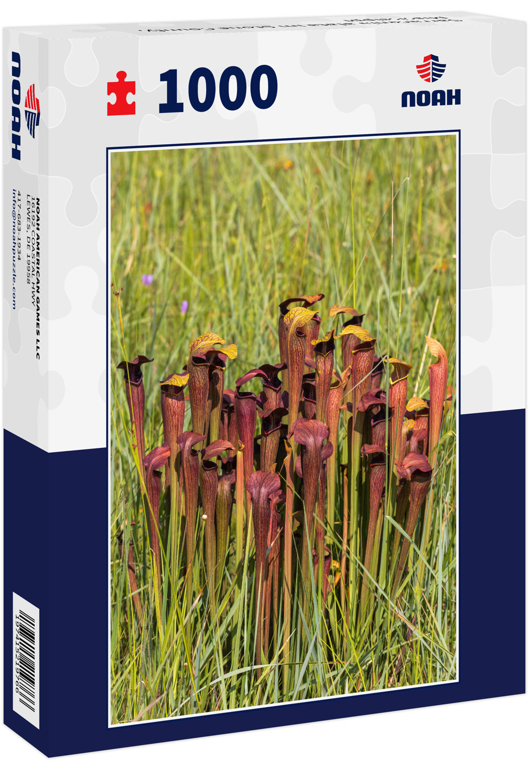 Sarracenia alata im Stone County, Mississippi